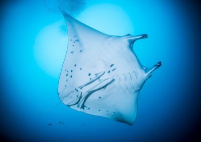 Manta ray (Manta birostris) - Topdive