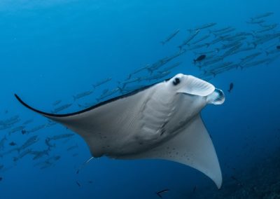 Manta ray - Topdive