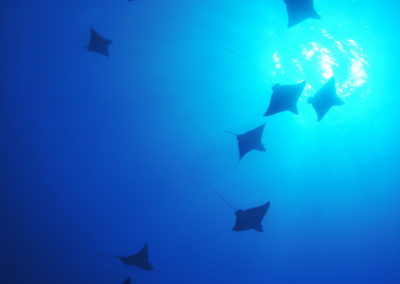 Manta rays - Topdive
