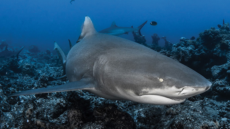 The Lemon shark