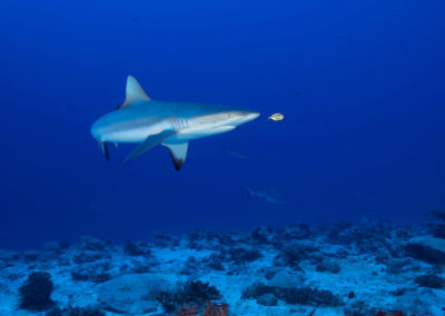 The Grey reef shark and Pilot fish © Eric Cheng