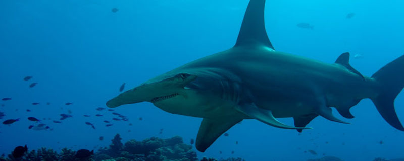 The Great Hammerhead Shark