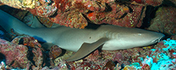 Nurse shark