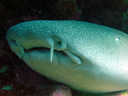 The barbel of the nurse shark