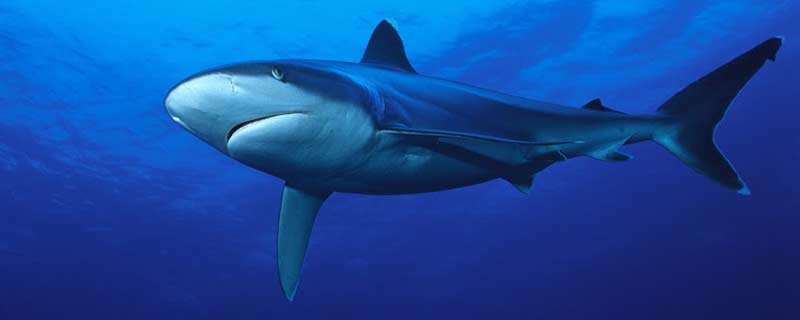 The Tapete shark