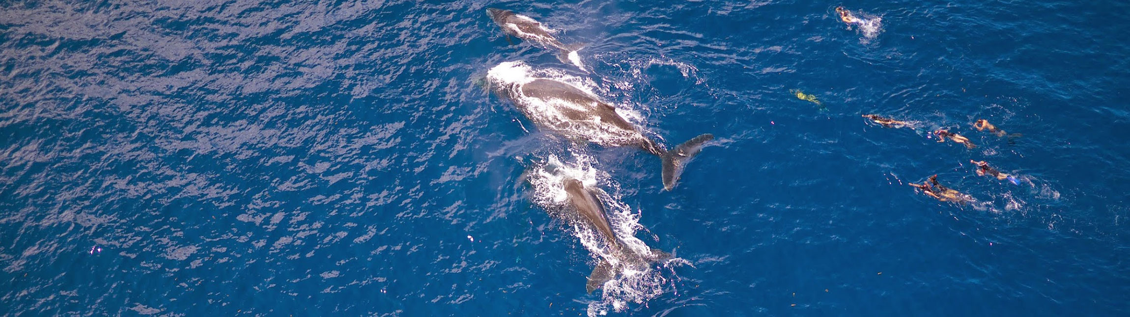 Dolphins and whales watching around Tahiti