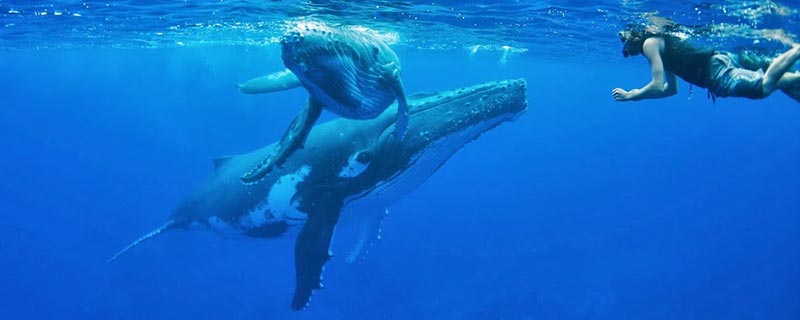Whales watching, Tahiti