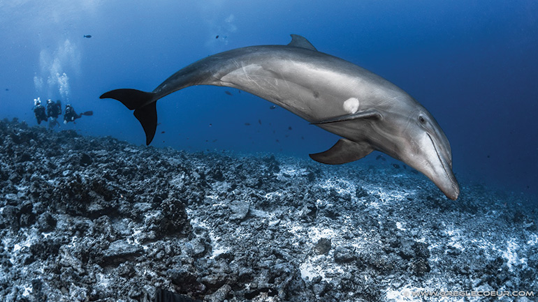 bora bora dolphins