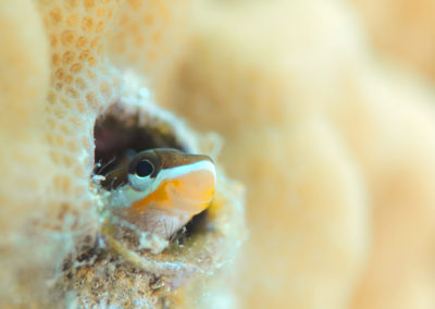 Tahiti-Aquarium-Small fish-Topdive
