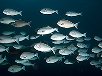 Shoal of Surgeonfish