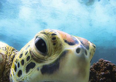 The Hawksbill turtle - Topdive Polynésie © V. Truchet