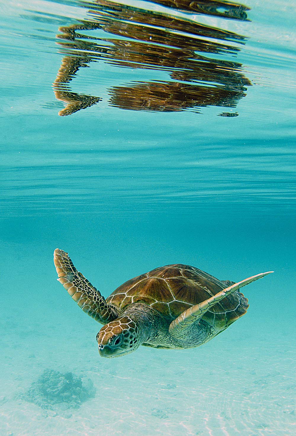 Palanquée à Moorea Palanquée à Moorea