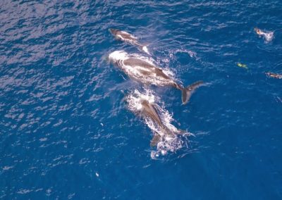 Whales watching in Tahiti - Topdive