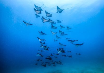 Shoals of spotted eagle rays - Dive with Topdive