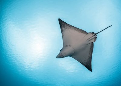 The spotted eagle ray - Dive with Topdive
