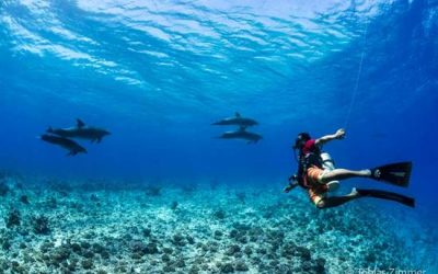 Swimming with whales or diving with dolphins? Both!