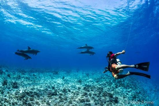 Swimming with whales or diving with dolphins? Both!